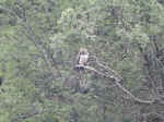 Bald Eagle at Wolverine Creek