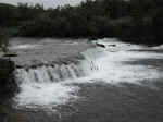 Salmon leaping upstream at Brooks Falls