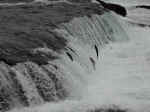 Salmon leaping upstream at Brooks Falls