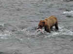 Bears like salmon for lunch