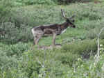 A caribou in Denali