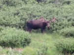  A moose in Denali