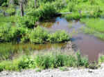 A beaver dam