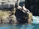 Seals in Harding Gateway