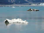 Icebergs from the Hubbard Glacier