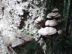 Mushrooms on trees on the Bartlett River trail