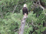 Bald eagle
