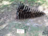 DSCN9212.JPG (2650764 bytes)