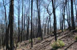 Bastrop State Park