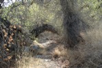 Recent rains had brought lots of color to the trail, but a lot of the rock cairns were hidden by new grasses and catus bushes.