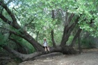 Legend says that Comanches tied this tree down as a marker