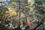 The trees were beautiful along the Boot Canyon trail