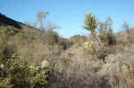 The Dodson trail was very overgrown.