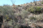 This cairn marks an important climb around an impassable section of the canyon.