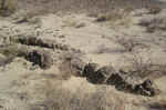 More petrified wood.