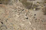 More petrified wood.