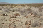 More petrified wood.