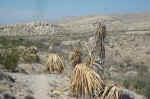 Enormous dead cacti on the trail to Devil's Den