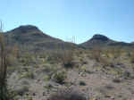 On the trail to Tinaja Lujan, lots of wildflowers after recent rains