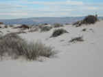 The gypsum sand dunes at White Sands