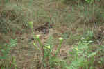 Pitcher plants on the Sundew Trail