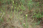 Pitcher plants on the Sundew Trail