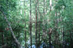 Pond on the Kirby Trail
