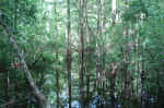 Pond on the Kirby Trail