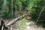 Sometimes trees blocked the trail