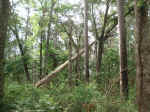 This dead tree was caught by a very thin branch when it fell