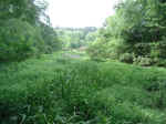 Marsh at the North end of Lake Raven