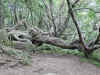 A weird tree on the Craggy Pinnacle trail