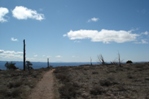 Not many trees survive at over 8,000' on the canyon rim.