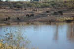 Bison at Lake Theo