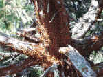 This tree was covered with ladybugs