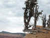 This tree had to grown new roots as the amphitheater rim eroded away