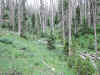 The Ramparts trail