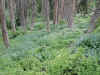 The Alpine Pond trail