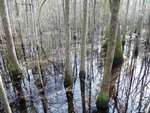 Congaree