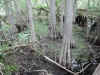 At Kirby Storter Roadside Park, Big Cypress National Park