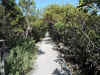 Mangrove trees at Biscayne National Park