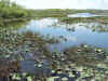 Touring the Everglades on the air boat