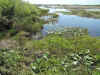 Touring the Everglades on the air boat