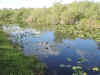 Shark Valley, Everglades National Park