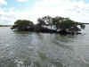 A man-made island in the Ten Thousand Islands area