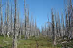 In some areas, the trees were completely burned from the 2003 fire.