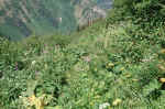 Long stretches of the trail to Waterton Lake were very overgrown.