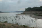 In some years the lake level is so low that trees grow far out from the normal shoreline.