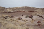 Petrified wood