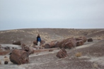 Janice and more petrified wood